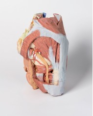 Dissezione del Bacino destro femminile Erler Zimmer 3D anatomy Series