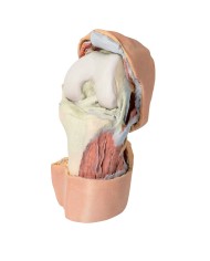 Dissezione profonda dell'articolazione del ginocchio flessa- Erler Zimmer 3D anatomy Series
