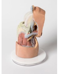 Dissezione profonda dell'articolazione del ginocchio flessa- Erler Zimmer 3D anatomy Series