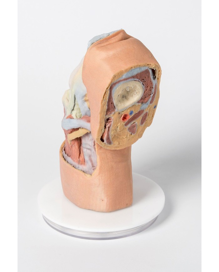 Dissezione profonda dell'articolazione del ginocchio flessa- Erler Zimmer 3D anatomy Series
