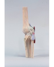 Articolazione del ginocchio estesa Erler Zimmer 3D anatomy Series