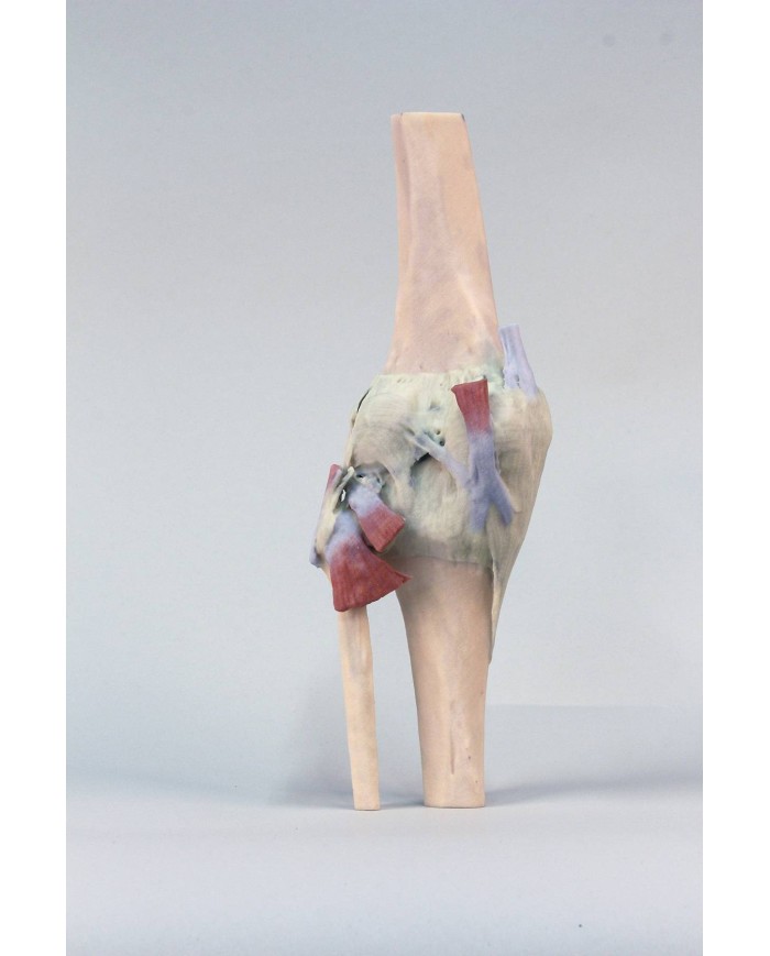 Articolazione del ginocchio estesa Erler Zimmer 3D anatomy Series