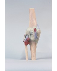 Articolazione del ginocchio estesa Erler Zimmer 3D anatomy Series