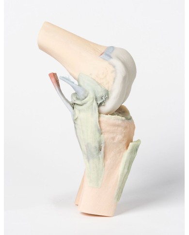 Articolazione del ginocchio, flessa - Erler Zimmer 3D anatomy Series