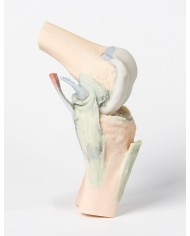 Articolazione del ginocchio, flessa - Erler Zimmer 3D anatomy Series