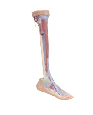 Dissezione profonda dell'arto inferiore - Erler Zimmer 3D anatomy Series