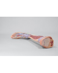 Dissezione profonda dell'arto inferiore - Erler Zimmer 3D anatomy Series