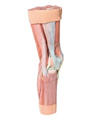 Dissezione della muscolatura dell arto inferiore Erler Zimmer 3D anatomy Dissezione della muscolatura dell arto inferiore Erler Zimmer 3D anatomy