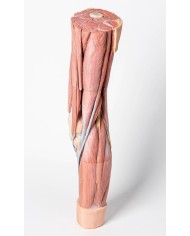Dissezione della muscolatura dell arto inferiore Erler Zimmer 3D anatomy Dissezione della muscolatura dell arto inferiore Erler Zimmer 3D anatomy