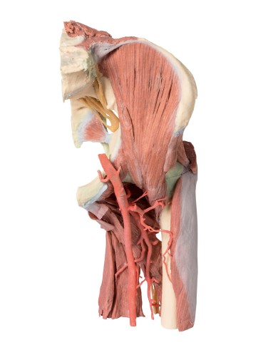 Dissezione profonda del bacino della coscia sinistra - Erler Zimmer 3D anatomy Series