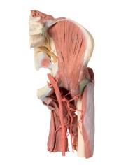 Dissezione profonda del bacino della coscia sinistra - Erler Zimmer 3D anatomy Series