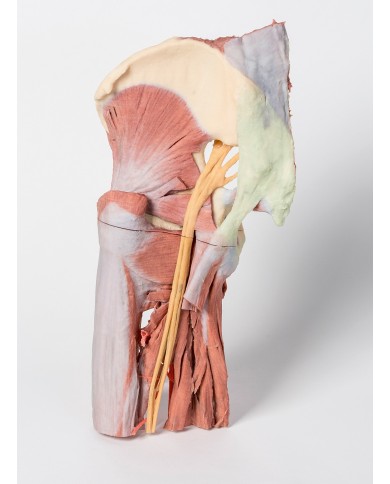 Dissezione profonda del bacino della coscia sinistra - Erler Zimmer 3D anatomy Series