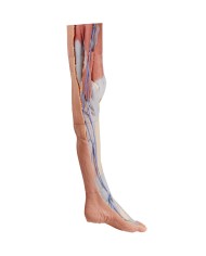 Dissezione superficiale dell'arto inferiore - Erler Zimmer 3D anatomy Series