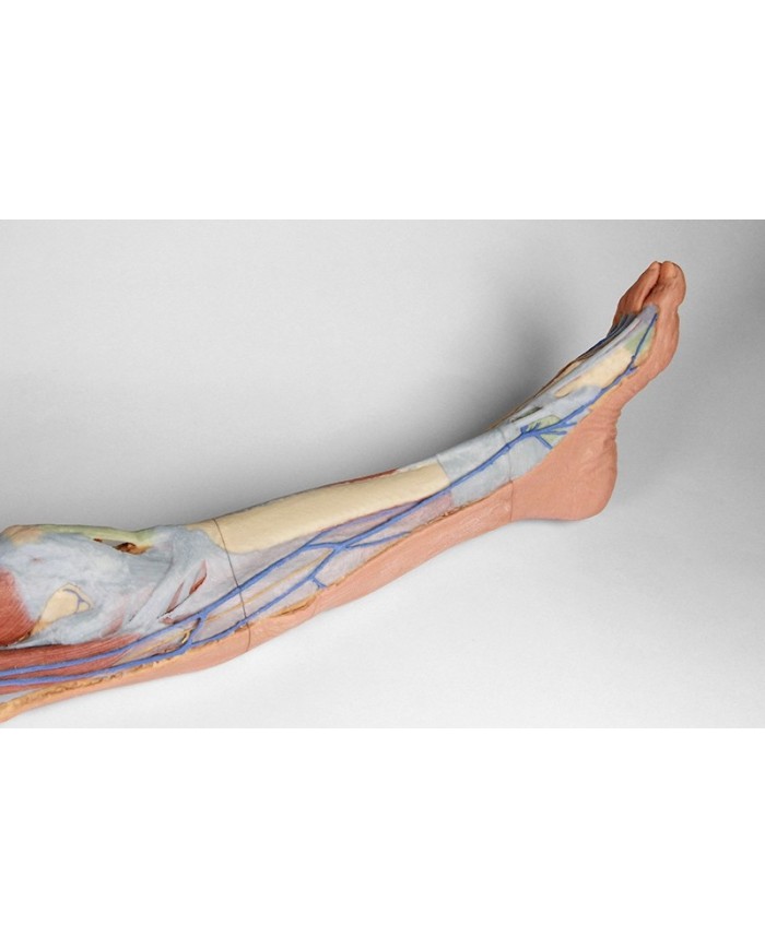 Dissezione superficiale dell'arto inferiore - Erler Zimmer 3D anatomy Series