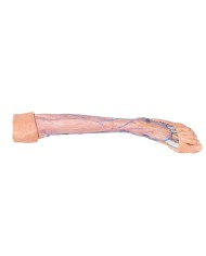 Vene superficiali dell arto inferiore Erler Zimmer 3D anatomy Series