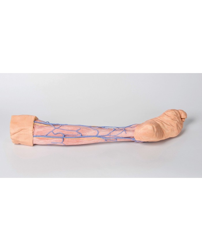 Vene superficiali dell arto inferiore Erler Zimmer 3D anatomy Series