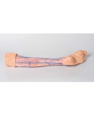 Vene superficiali dell arto inferiore Erler Zimmer 3D anatomy Series