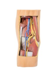 Fossa Poplitea con distale della coscia e gambra prossimale - Erler Zimmer 3D anatomy Series