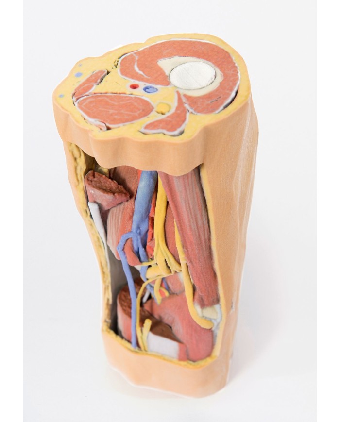 Fossa Poplitea con distale della coscia e gambra prossimale - Erler Zimmer 3D anatomy Series