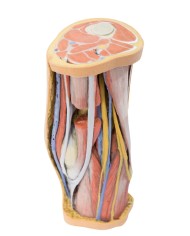 Dissezione profonda della Fossa Poplitea - Erler Zimmer 3D anatomy Series