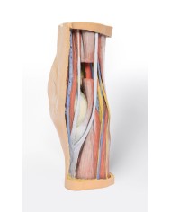 Dissezione profonda della Fossa Poplitea - Erler Zimmer 3D anatomy Series