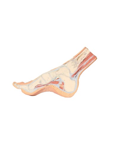 Dissezione del piede in sezione trasversale parasagittale - Erler Zimmer 3D anatomy Series Dissezione del piede in sezione trasversale parasagittale - Erler Zimmer 3D anatomy Series