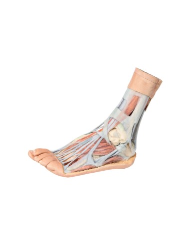 Dissezione superficiale e profonda della gamba e del piede - Erler Zimmer 3D anatomy Series Dissezione superficiale e profonda della gamba e del piede - Erler Zimmer 3D anatomy Series