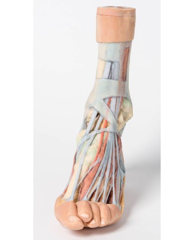 Dissezione superficiale e profonda della gamba e del piede - Erler Zimmer 3D anatomy Series Dissezione superficiale e profonda della gamba e del piede - Erler Zimmer 3D anatomy Series