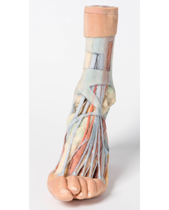 Dissezione superficiale e profonda della gamba e del piede - Erler Zimmer 3D anatomy Series