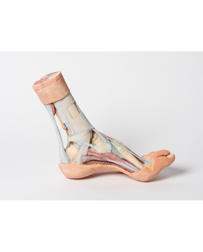 Dissezione superficiale e profonda della gamba e del piede - Erler Zimmer 3D anatomy Series