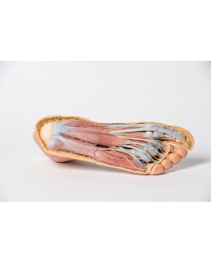 Strutture della superficie plantare del piede e dissezione superficiale - Erler Zimmer 3D anatomy Series