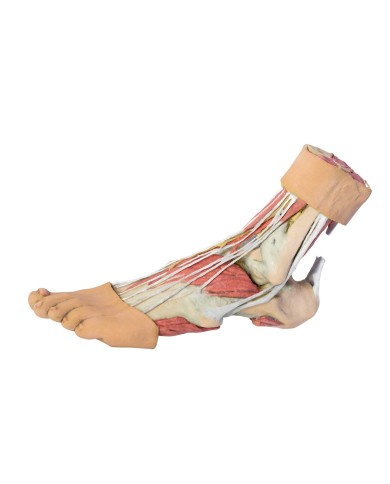 Strutture della superficie plantare del piede  - Erler Zimmer 3D anatomy Series Strutture della superficie plantare del piede  - Erler Zimmer 3D anatomy Series