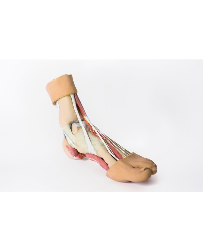 Strutture della superficie plantare del piede  - Erler Zimmer 3D anatomy Series