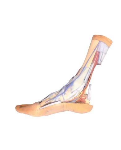 Strutture superficiali e profonde della gamba e del piede - Erler Zimmer 3D anatomy Series Strutture superficiali e profonde della gamba e del piede - Erler Zimmer 3D anatomy Series