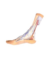 Strutture superficiali e profonde della gamba e del piede - Erler Zimmer 3D anatomy Series Strutture superficiali e profonde della gamba e del piede - Erler Zimmer 3D anatomy Series