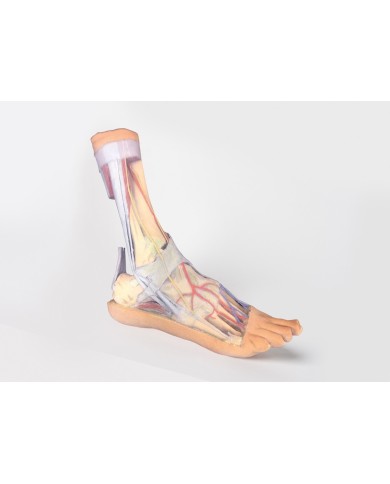 Strutture superficiali e profonde della gamba e del piede - Erler Zimmer 3D anatomy Series Strutture superficiali e profonde della gamba e del piede - Erler Zimmer 3D anatomy Series