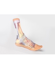 Strutture superficiali e profonde della gamba e del piede - Erler Zimmer 3D anatomy Series Strutture superficiali e profonde della gamba e del piede - Erler Zimmer 3D anatomy Series