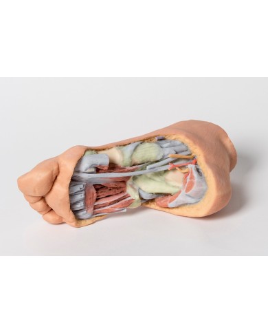 Strutture plantari profonde del piede - Erler Zimmer 3D anatomy Series Strutture plantari profonde del piede - Erler Zimmer 3D anatomy Series