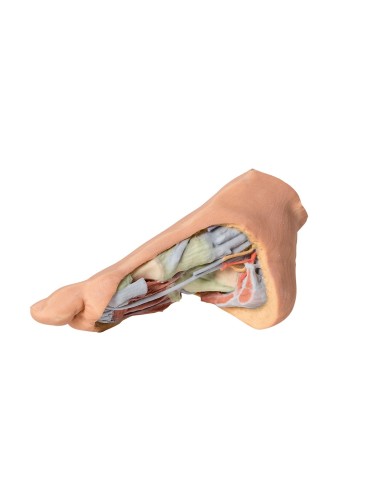 Strutture plantari profonde del piede - Erler Zimmer 3D anatomy Series Strutture plantari profonde del piede - Erler Zimmer 3D anatomy Series