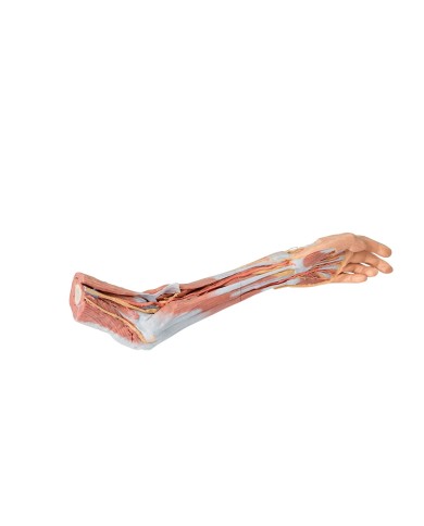 Dissezione dell'arto superiore, gomito, avambraccio e mano - Erler Zimmer 3D anatomy Series Dissezione dell'arto superiore, gomito, avambraccio e mano - Erler Zimmer 3D anatomy Series
