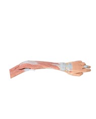 Dissezione dell'arto superiore, gomito, avambraccio e mano - Erler Zimmer 3D anatomy Series