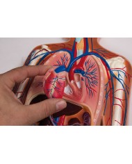 Sistema Circolatorio modello in rilievo a grandezza dimezzata Erler zimmer G230