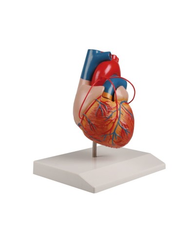 Erler Zimmer, modello anatomico di cuore con bypass,  in 2 parti G105 Erler Zimmer, modello anatomico di cuore con bypass,  in 2 parti G105