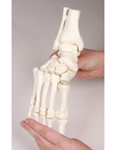 Erler Zimmer, modello anatomico...
