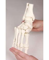 Modello funzionale di scheletro del piede, tronchi di tibia e perone