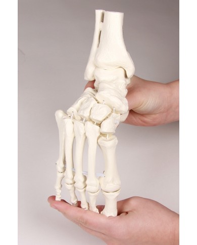 Modello funzionale di scheletro del piede, tronchi di tibia e perone Modello funzionale di scheletro del piede, tronchi di tibia e perone