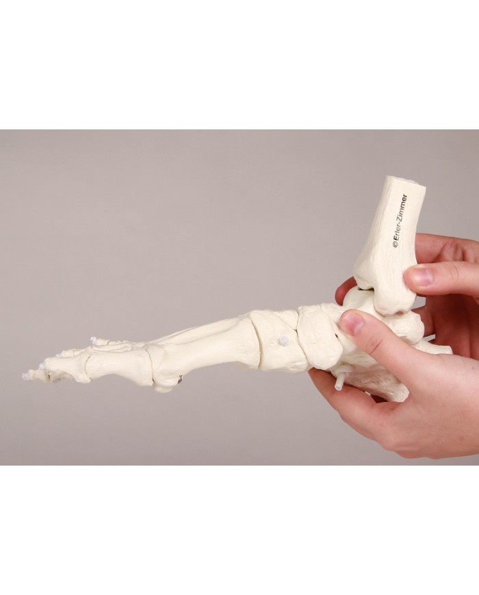Modello funzionale di scheletro del piede, tronchi di tibia e perone