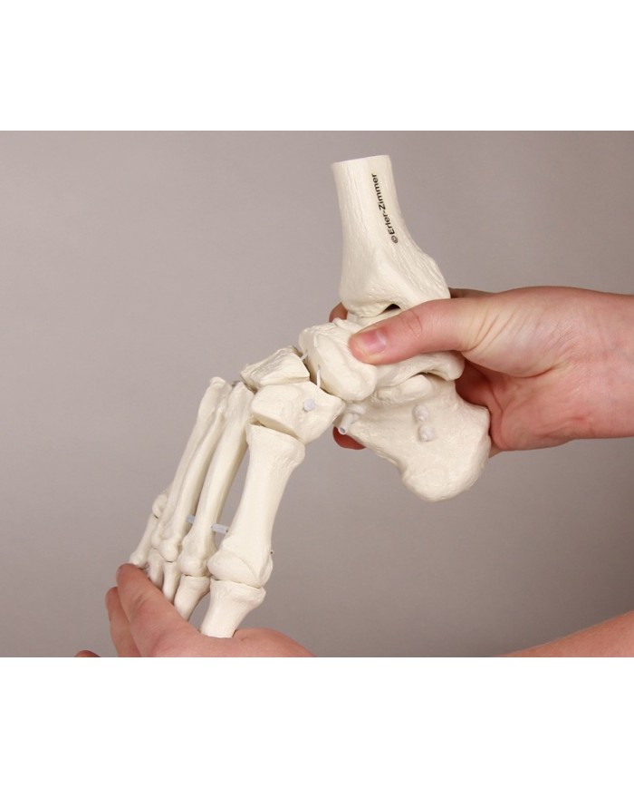 Modello funzionale di scheletro del piede, tronchi di tibia e perone