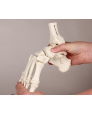 Modello funzionale di scheletro del piede, tronchi di tibia e perone