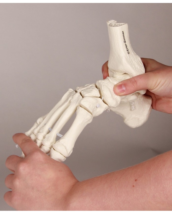 Modello funzionale di scheletro del piede, tronchi di tibia e perone